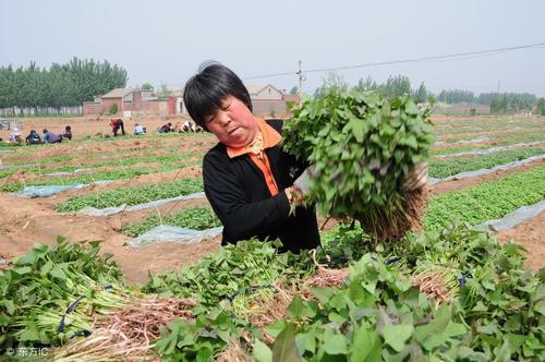 红薯苗种植方法和技术，怎样育红薯苗出的快又多