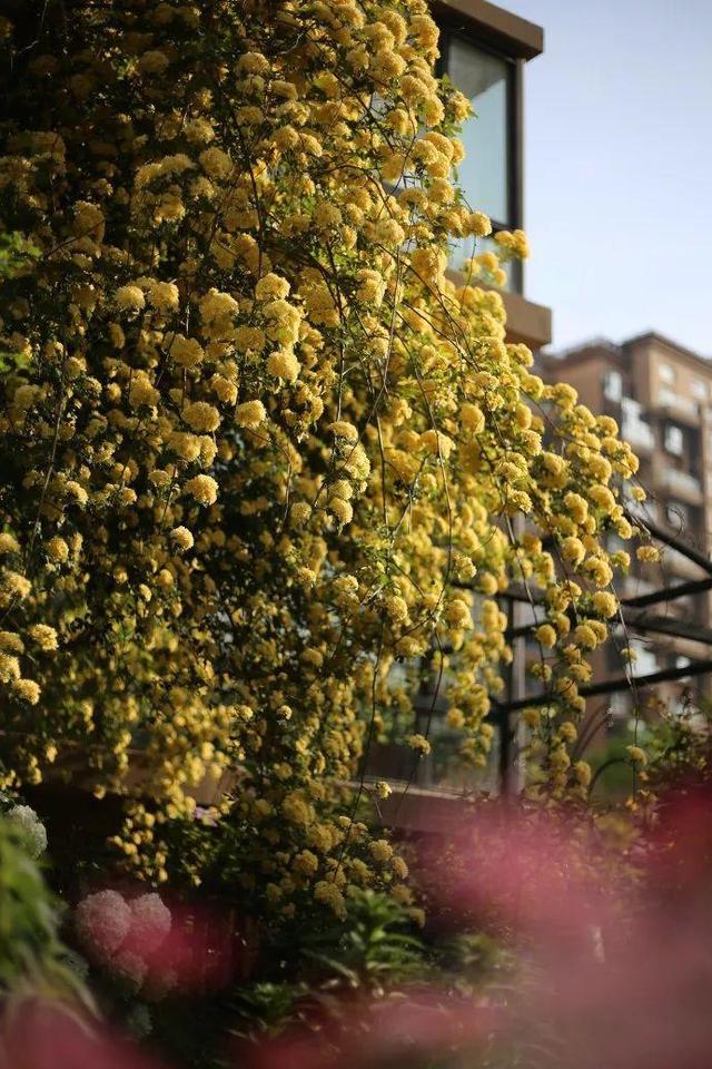 庭院中种什么爬藤花，院子里如果想搭设花廊架