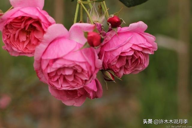 草莓杏仁饼月季，花期长耐晒勤花多头月季推荐（让人口水直流的两款月季）
