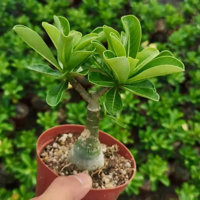 沙漠玫瑰怎么养，沙漠玫瑰的养殖方法多久能开花（真正会养的只需做5点）