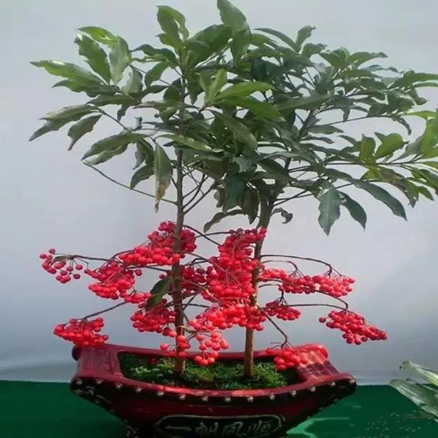 年宵花卉有哪些，必入手的5种年宵花（最热门的10种年宵花）
