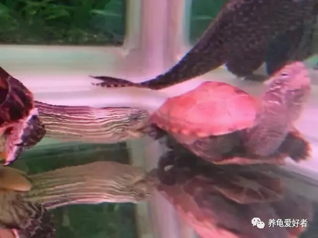 养龟的绿水要怎么培养，养殖户是如何培育绿水的