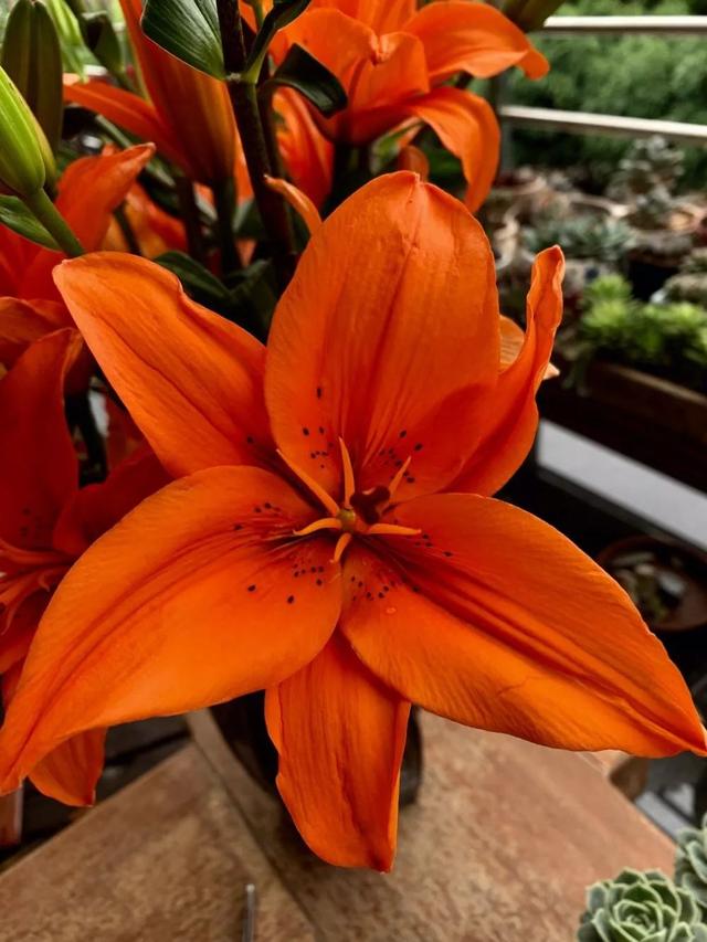 麝香百合开花后的养护，百合花期后的养护方法