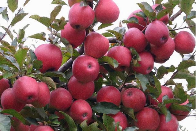 厦门必买的特产，厦门十大特产农产品