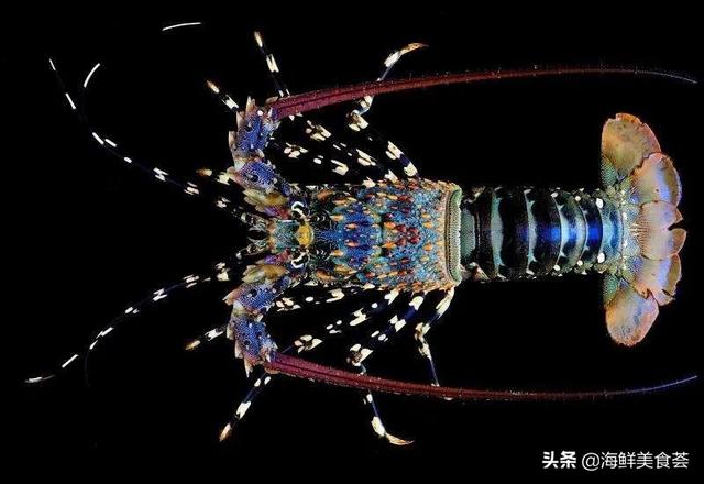 世界上最好看的三种龙虾，别问为什么没有波士顿龙虾