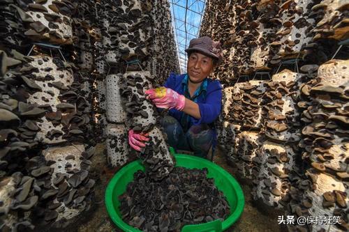 吉林特产排行榜前十名，吉林省十大特产