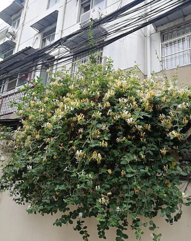 庭院中种什么爬藤花，院子里如果想搭设花廊架