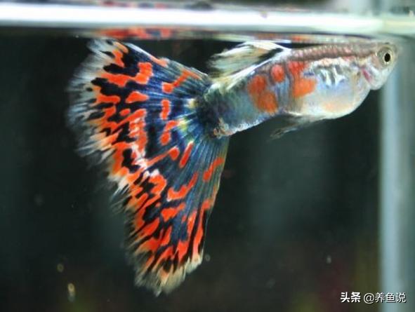 孔雀鱼对于新手来说好养吗，孔雀鱼养不好的都看过来