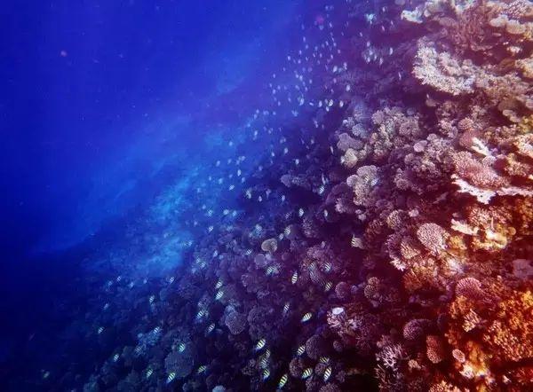 马尔代夫选岛总攻略，马尔代夫最强选岛攻略