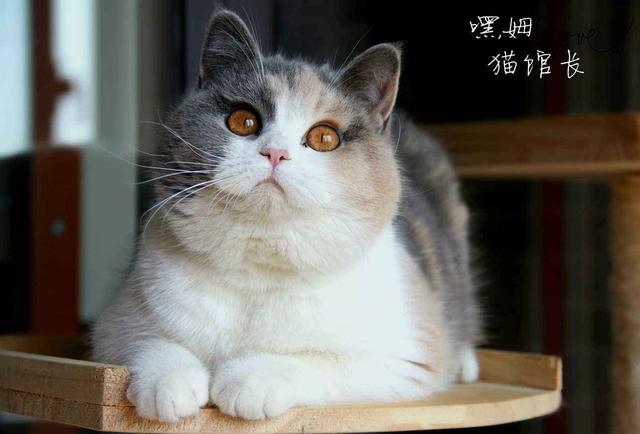 猫和老鼠里面的母猫现实品种，猫和老鼠中汤姆猫的原型究竟是什么品种