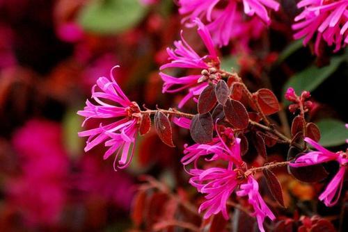 观赏性高的会开花的树，18种紫红色叶片的树木