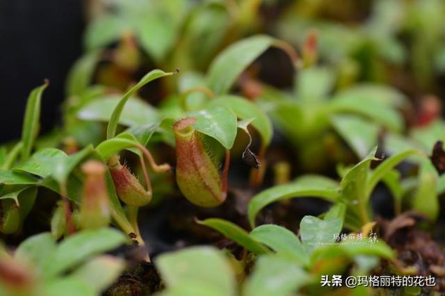 通向死亡的甜蜜诱惑，什么猪笼草是最好养（大量吸食它，可致人瘫痪、死亡）