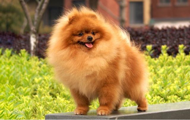 不掉毛的小型犬，好养不吵不掉毛无异味的小型犬（这6种不仅脾气好，还不掉毛）