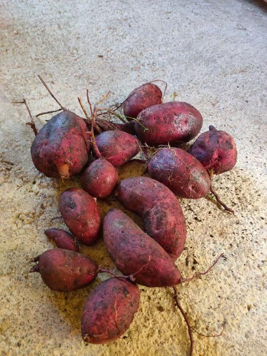 为什么很多人去印尼打工，记录印尼打工生活点滴