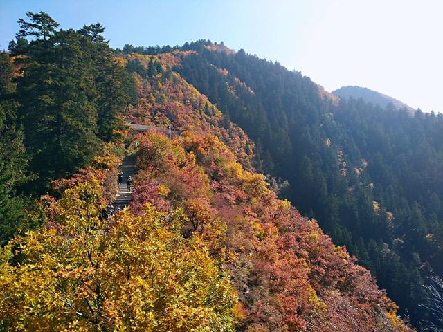 人间仙境满山红叶，原来是峨眉山的树叶红了……