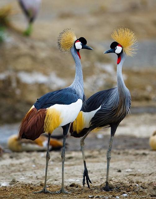 各国国鸟有哪些，世界各国国鸟大全