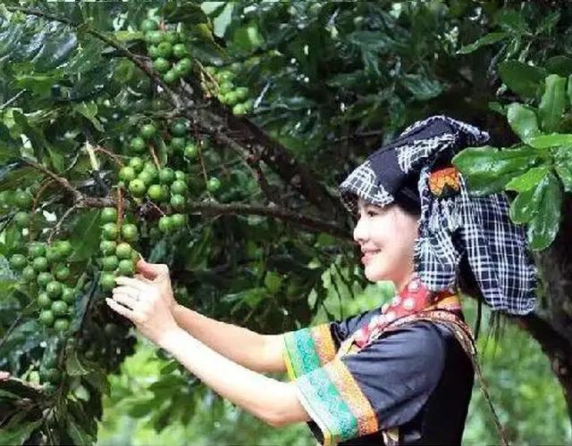 夏威夷果长什么样，原来夏威夷果是长这样的（夏威夷果：“名不副实”的坚果）