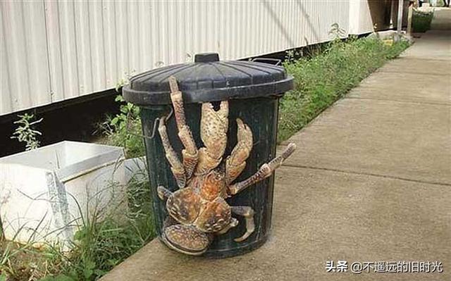 15种实际存在的异常大的动物，21种完全超乎了想象身形特别巨大的动物
