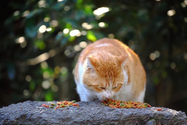 猫喝什么水比较好，猫咪可以喝什么水吗（一天到底需要喝多少水）