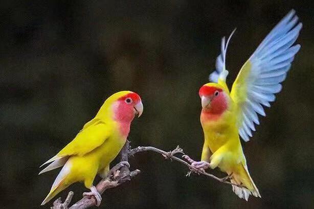 牡丹鹦鹉品种介绍大全，面类牡丹鹦鹉的所有品种