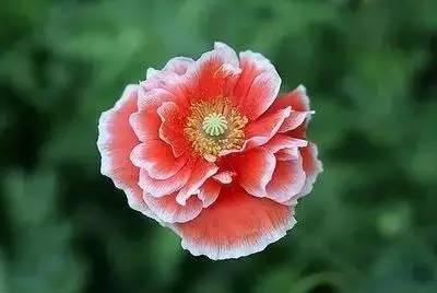 花语代表治愈的花，100种花的花语养养眼