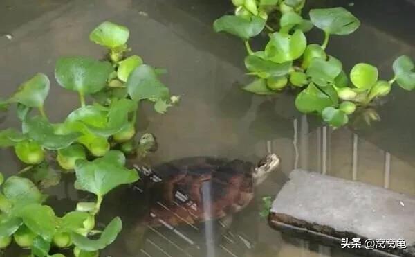 龟一般冬眠多久好，乌龟冬眠后开春快速开食技巧