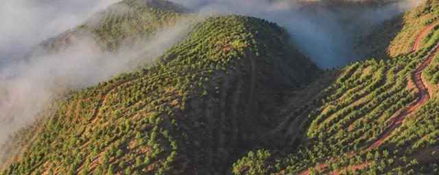 吃过云南这十种名果的人，云南十种野果吃法