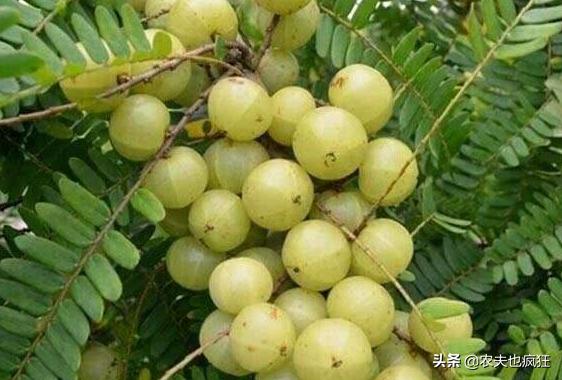 北方有四种水果可以吃可以喝，吃起来又苦又酸