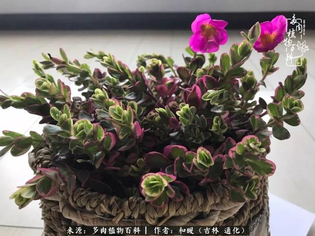 买肉，买肉的正确方法和注意事项