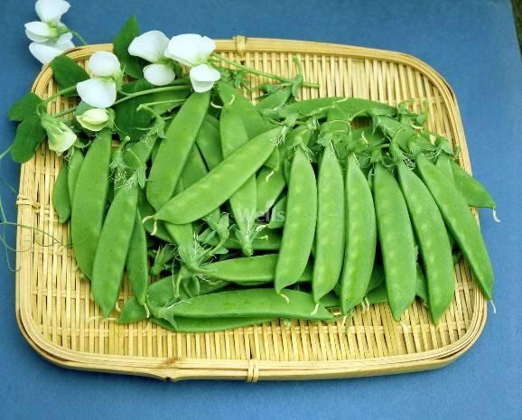 凉菜龙须菜怎么种植，龙须菜到底是什么菜