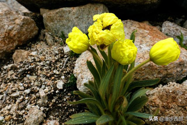 大山里迷人的野花，章丘赵八洞山上的美丽野花