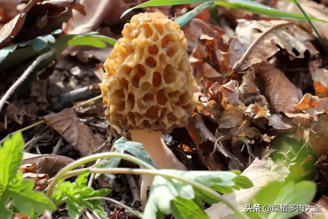 羊肚菌怎么做好吃又简单，新鲜羊肚菌最简单的吃法（清蒸羊肚菌童子鸡）