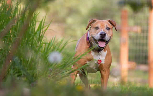 比特犬的科普知识，关于比特犬的二十个冷知识