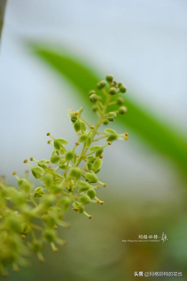 通向死亡的甜蜜诱惑，什么猪笼草是最好养（大量吸食它，可致人瘫痪、死亡）