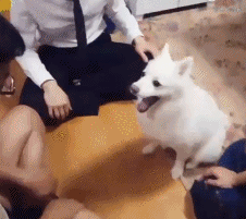寓意好的狗狗名字，寓意吉祥的狗名字大全