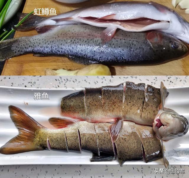 野生云南裂腹鱼，大理洱源发现野生云南裂腹鱼