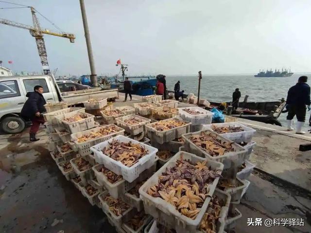 海星到底能吃不，你可别在这种地方买海星