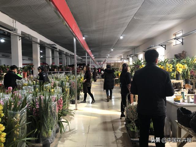 北京花卉批发市场，北京花卉批发市场什么时候开业（北京宝藏花卉市场）