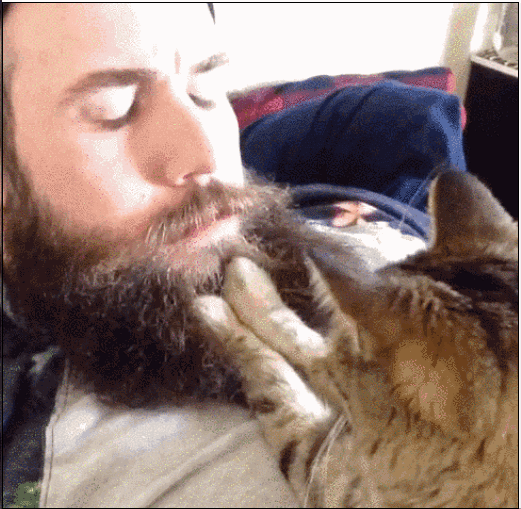 猫咪为什么会有踩奶的动作，关于猫咪踩奶的冷知识