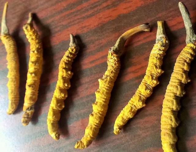 人工虫草与自然虫草区别，教你轻松辨别人工虫草和野生虫草