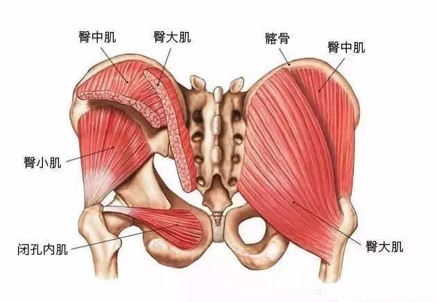 人体各关节位置名称及图，人体的六大关节是什么