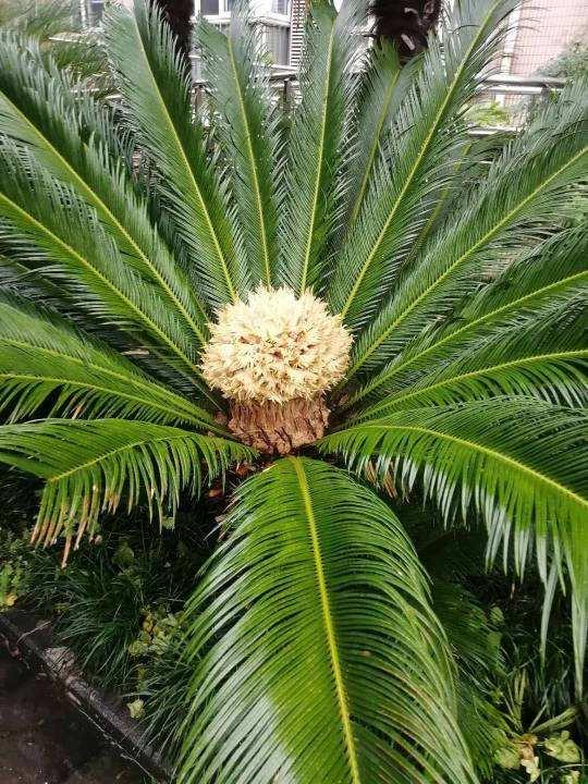 常见镇宅神兽，农村五大镇宅神兽
