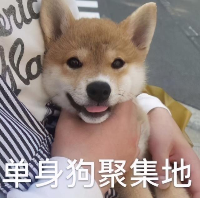 寓意好的狗狗名字，寓意吉祥的狗名字大全