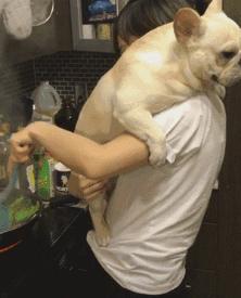 狗子啥时候掉毛严重，为什么狗狗在冬天掉毛特别多