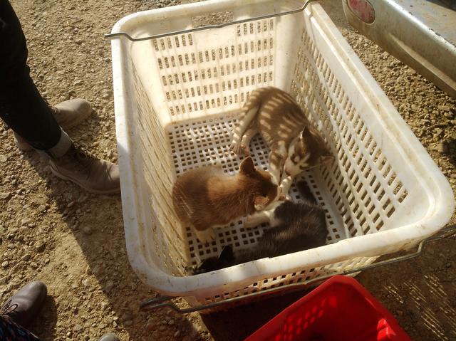 同城哈士奇幼犬200元出售，200块买了一只二哈