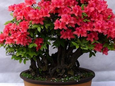 杜鹃花耐寒吗，你只需做好这几点