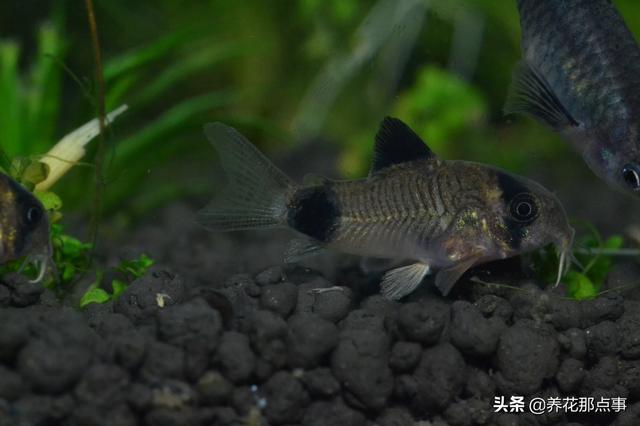 养殖热带鱼鱼缸如何装饰，在客厅养热带鱼