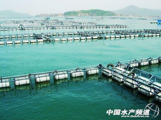 河豚是最常见却又最昂贵的东西，它到底生活在河里还是海里