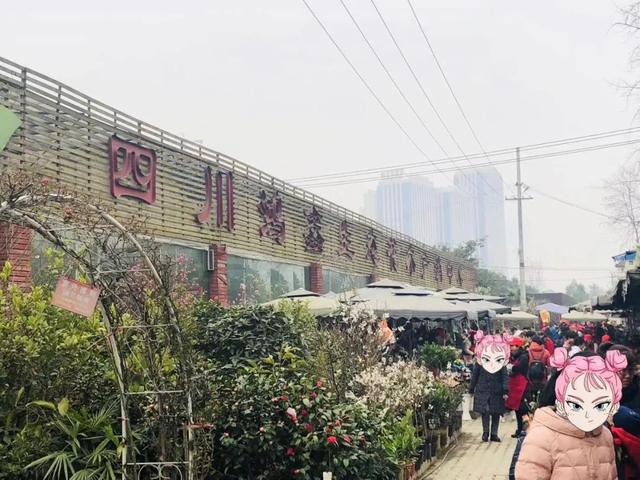 成都便宜的花卉市场在哪里，“214”探访成都万福花市