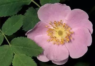 花语代表治愈的花，100种花的花语养养眼